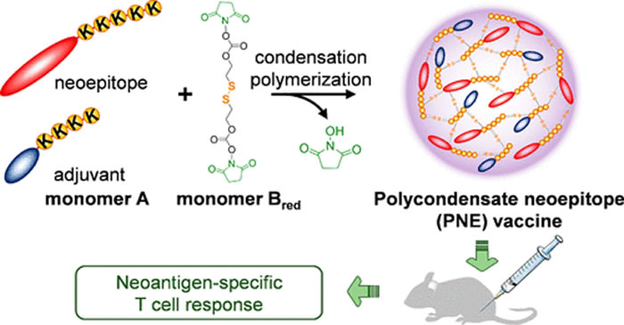 瑞士联邦理工学院(EPFL)研究人员找到使癌症疫苗更有效的新方法