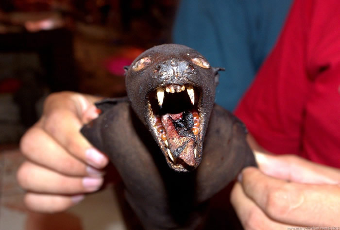 2019新型冠状病毒疫情蔓延 印尼蝙蝠餐仍畅销热卖