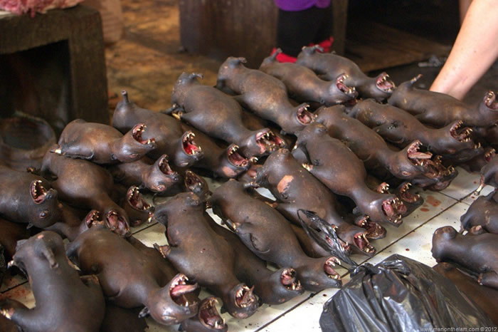 2019新型冠状病毒疫情蔓延 印尼蝙蝠餐仍畅销热卖