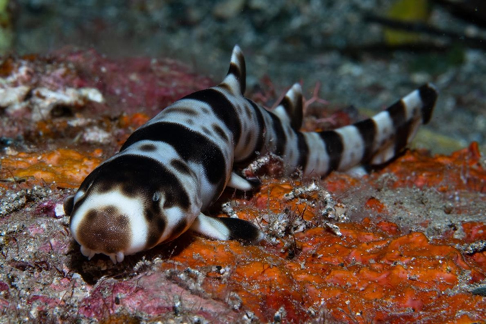 这只在巴布亚纽几内亚东部密尔恩湾(Milne Bay)珊瑚礁中找到的麦氏长尾须鲨(Hemiscyllium michaeli),是一种会走路的鲨鱼。