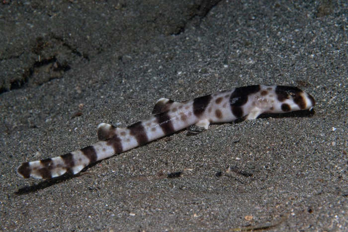 当走路鲨「行走」在潮池之间的时候,可以暂时离开水,这也让牠们成为厉害的捕食者。 PHOTOGRAPH BY CONSERVATION INTERNATIONAL