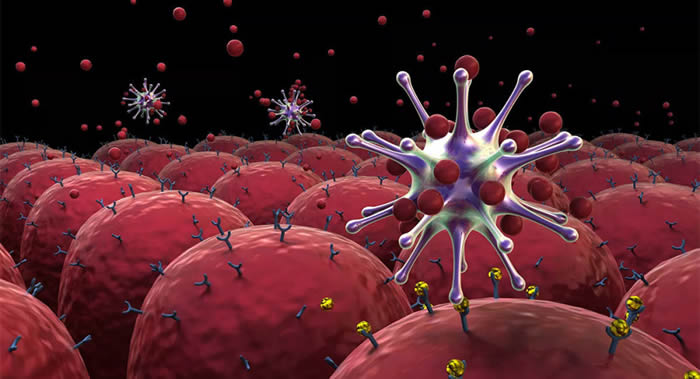 研究发现哺乳类动物的RNA干扰调控蛋白Argonautes 4能保护细胞免受病毒感染