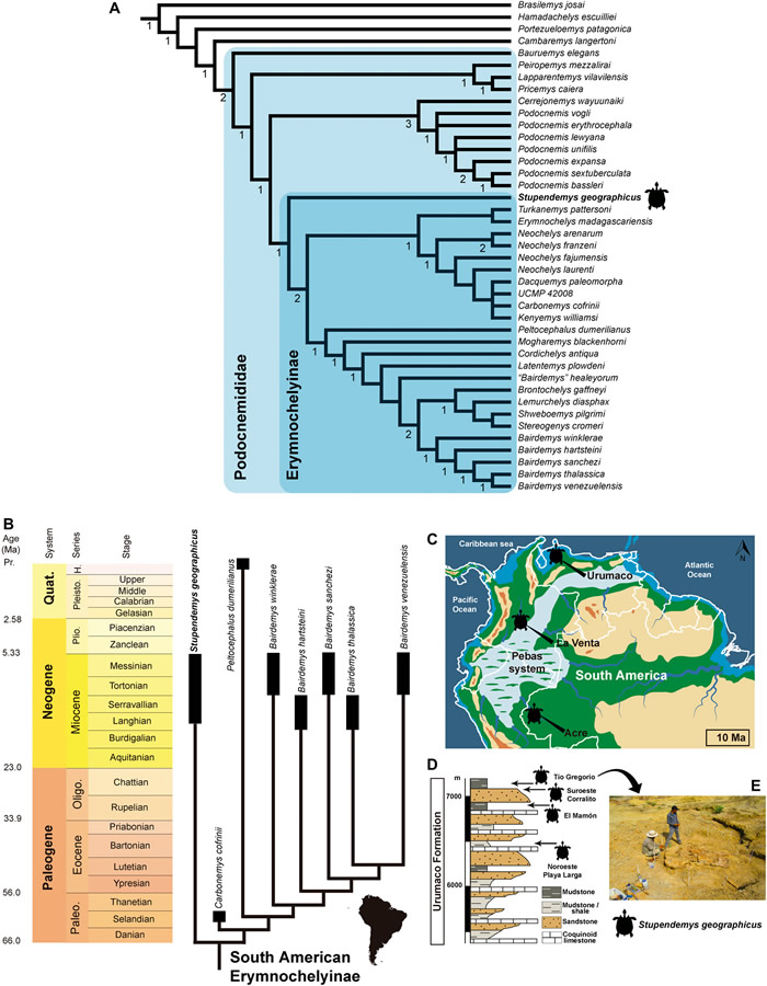发现龟壳长达3米的巨型“地纹骇龟”化石 500-1000万年前生活在南美洲淡水沼泽地区