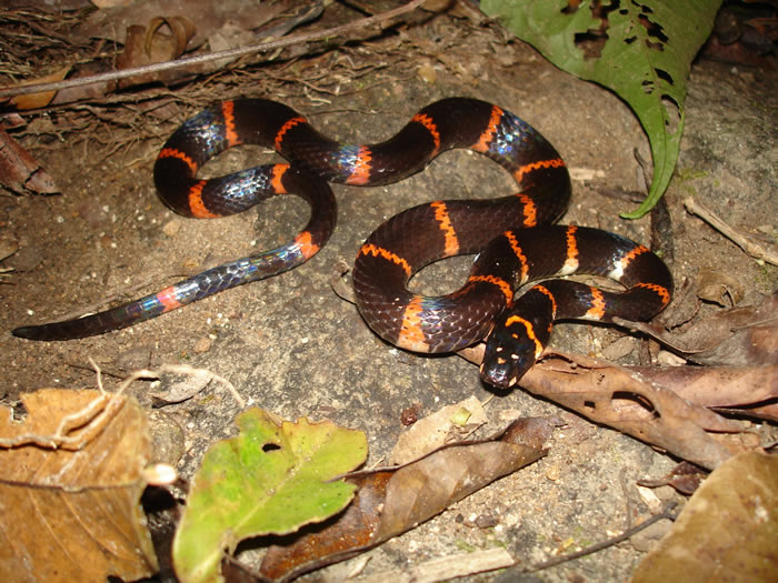 热带蛇类的死亡——生物多样性丧失的“不显眼的”后果