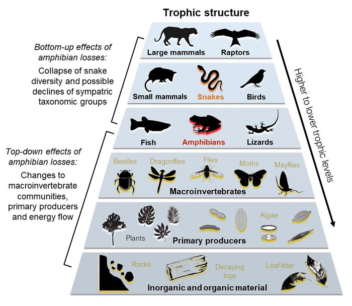热带蛇类的死亡——生物多样性丧失的“不显眼的”后果
