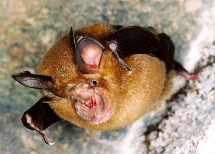 ���͹�״����SARS-CoV-2Դͷ�����Ǿ�ͷ�� ��ɳʿ��״����SARS-CoV��ϵ��Ϊ����