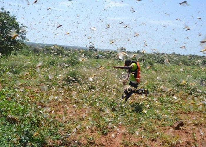 东非国家蝗虫为患 联合国呼吁国际社会捐款施援