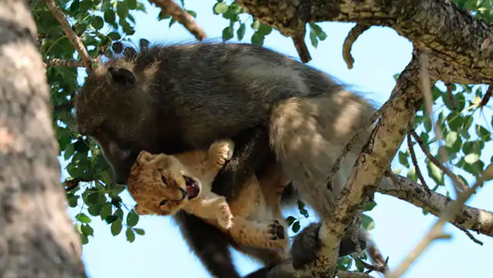 南非克鲁格国家公园惊现《狮子王》场景:小狮子被狒狒抱在怀中上到树梢