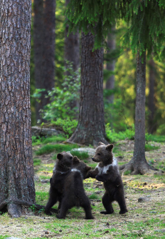 芬兰体育老师误闯森林巧遇3只小熊围在一起吵架
