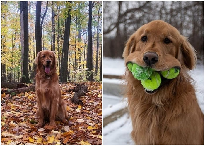 美国纽约金毛寻回犬Finley一口含住6个网球 或打破吉尼斯世界纪录