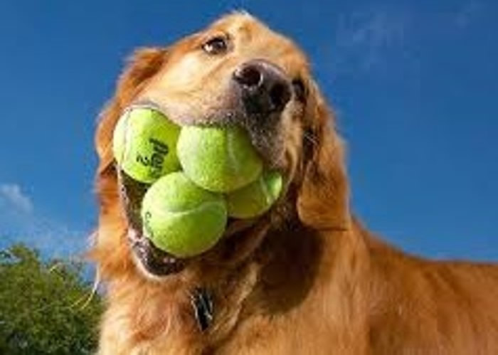 旧纪录由德州金毛寻回犬奥吉(图)创下。