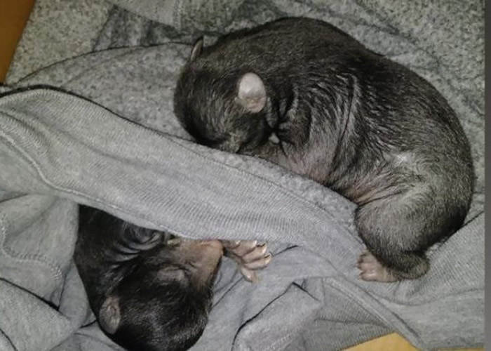 美国北卡罗莱纳州康登县男子打开家门前神秘纸箱 竟是数只小熊