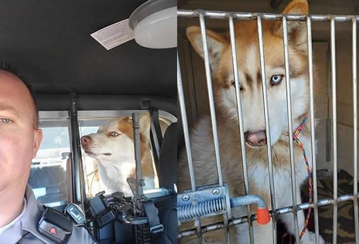 美国内华达州两只哈士奇在拉斯维加斯高速公路横冲直撞 交警到场拯救