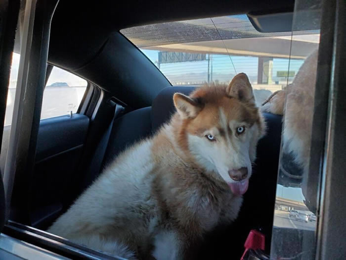 美国内华达州两只哈士奇在拉斯维加斯高速公路横冲直撞 交警到场拯救