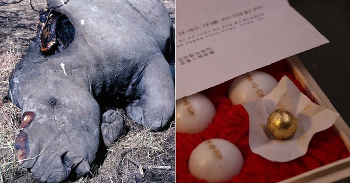 Ұֲ˽ڲƣϬţǺҰƷ人ס ƬԴEIA