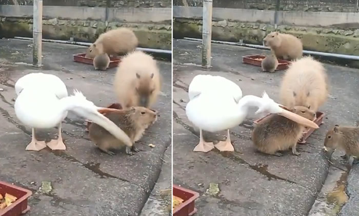日本千叶县的市原象之国动物园鹈鹕帮水豚“按摩”