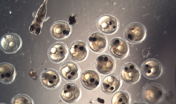 ��׵����������ɱ�����������˥�ϼ����ɱ����ʱ������