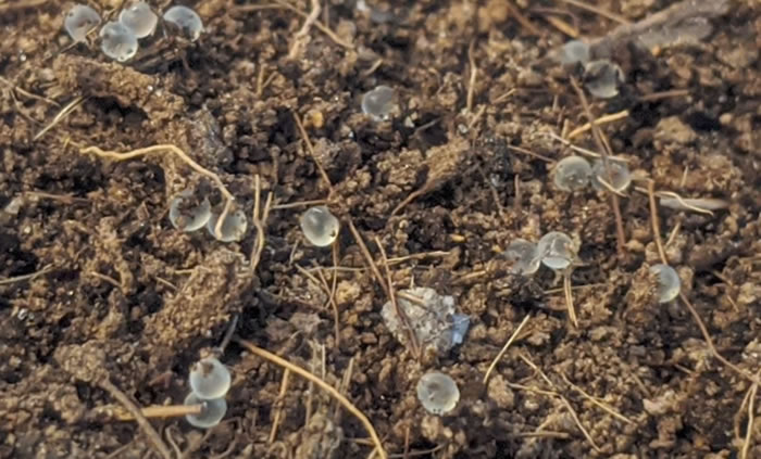 ��׵����������ɱ�����������˥�ϼ����ɱ����ʱ������