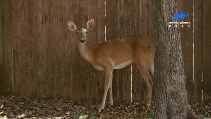 保育战士们帮助受伤的鹿妈妈离开围篱。(图/动物星球频道授权提供)