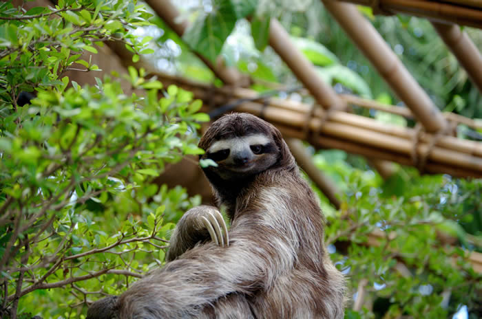 . © CC BY-SA 3.0 / Sergiodelgado / Three toed sloth at the Dallas World A