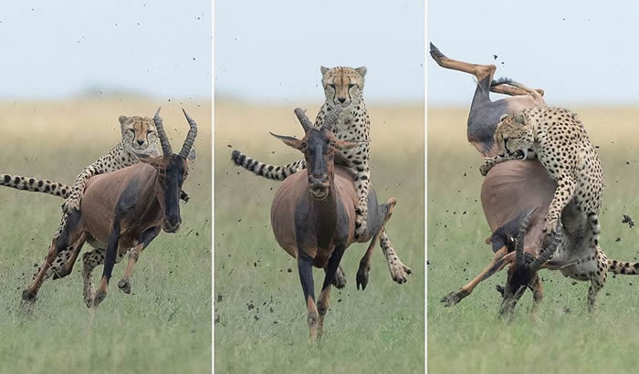 �γ��ӣ���������������Ұ�����ﱣ�����Ա�������������ı���