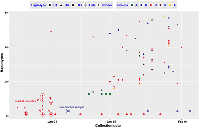 图2. 新型冠状病毒单倍型的样品采集时间情况。红色圈的样品是确认与华南海鲜市场有关;蓝色圈的样本确认与海鲜市场无关。