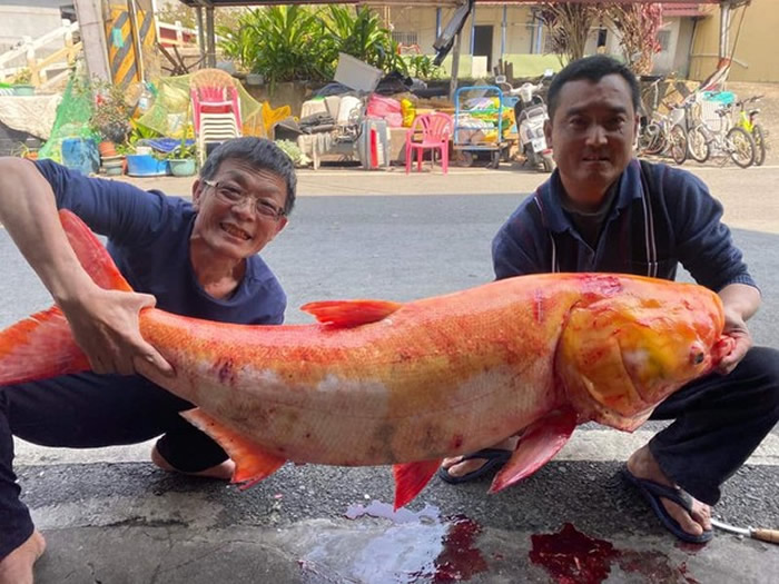 ̨���������������ˮ�Ⲷ��1.3�׳����ƽ��ͷ�㡱