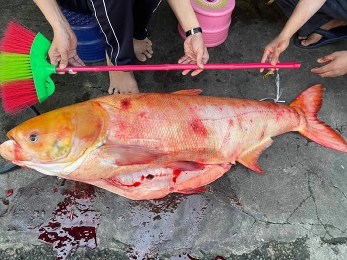 ̨���������������ˮ�Ⲷ��1.3�׳����ƽ��ͷ�㡱