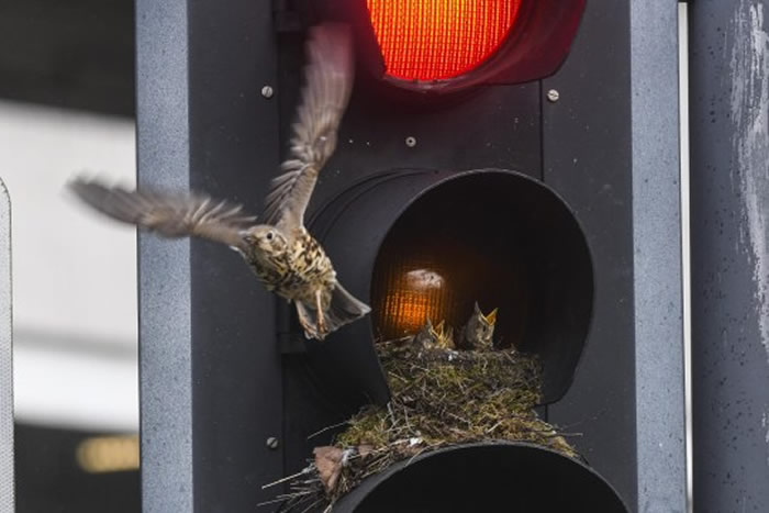 今天红绿灯特别糊?英国利兹槲鸫一家在上面筑巢