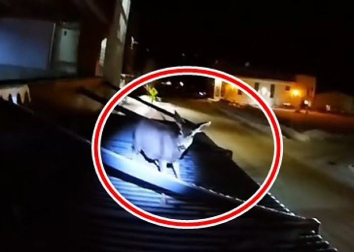 美国怀俄明州小鹿被困屋顶 爱心警员冒险爬高营救