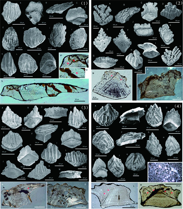 ͼ1 ½ƺͳ־ĸ1 Taklamakanolepis2 Tielikewatielepis