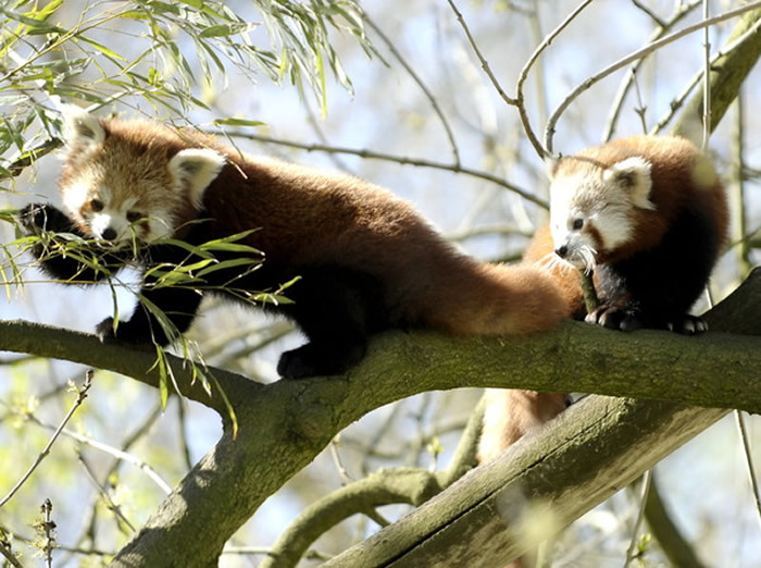 ϲ������С��è