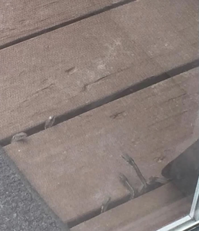 美国科罗拉多州一户人家木地板缝冒出蛇头 掀开后竟发现150条蛇