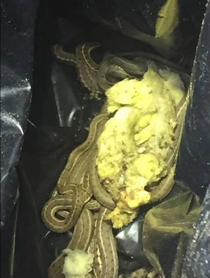 美国科罗拉多州一户人家木地板缝冒出蛇头 掀开后竟发现150条蛇