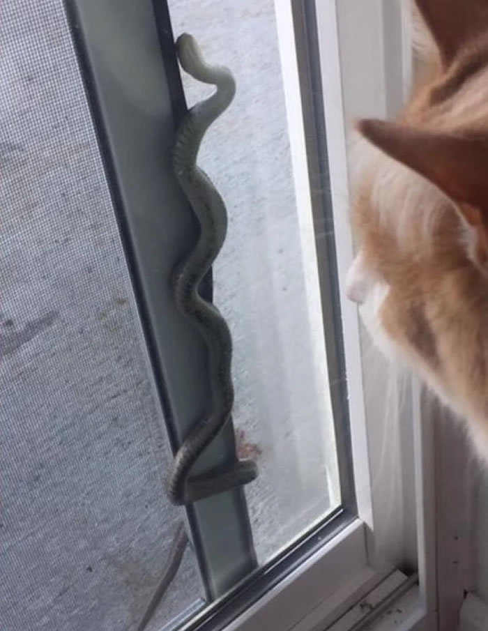 美国科罗拉多州一户人家木地板缝冒出蛇头 掀开后竟发现150条蛇