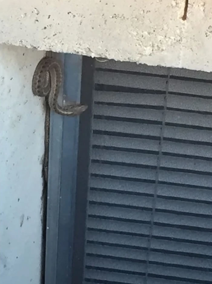 美国科罗拉多州一户人家木地板缝冒出蛇头 掀开后竟发现150条蛇