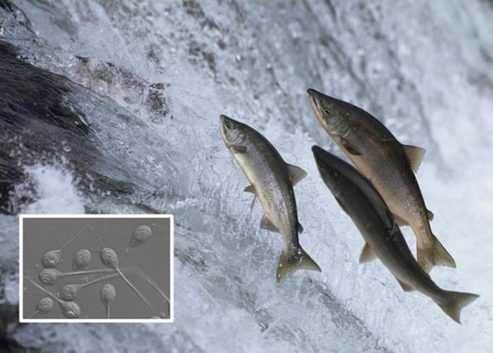 以色列研究发现三文鱼“黏孢子寄生虫”完全不需依赖呼吸氧气生存
