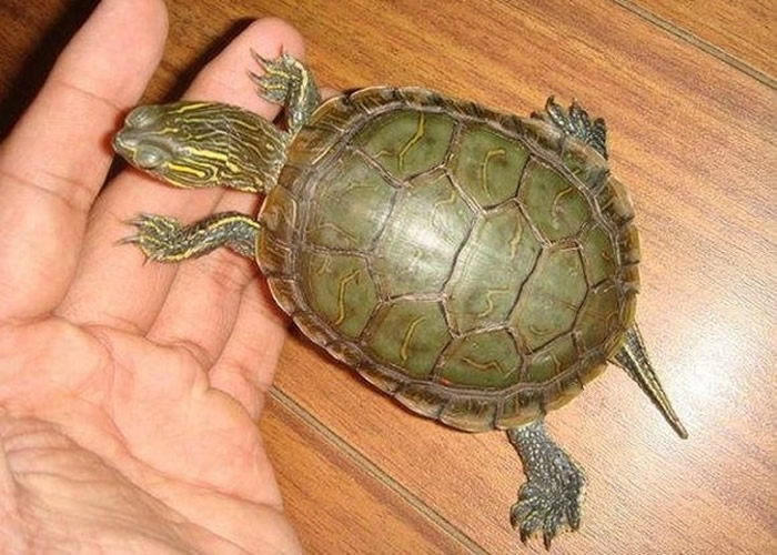 最新研究指龟类也是新型冠状病毒的潜在中间宿主