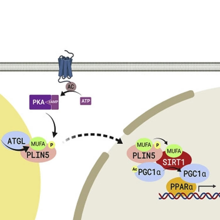 “地中海饮食”!结合运动与节制饮食 橄榄油的理论功效才会更加凸显