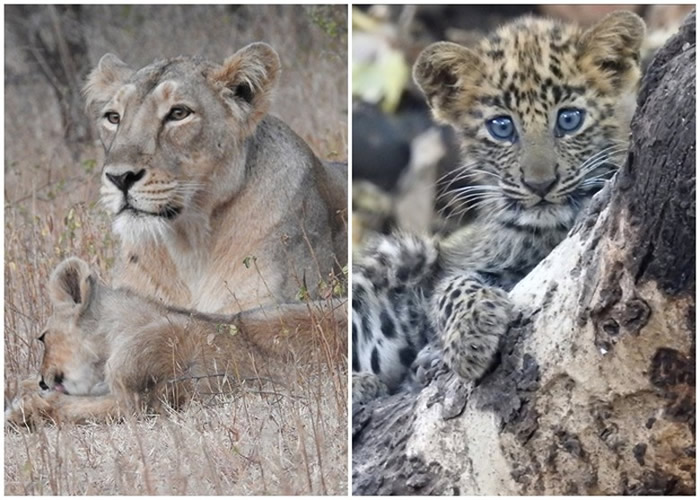 ӡ�ȹż����ذ�����ҹ�԰ĸʨ���ױ����缺�� �ɿ�����������������