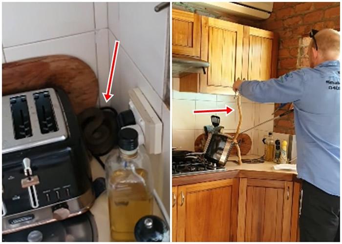 澳洲昆士兰一条世界上毒性最强的毒蛇“东部棕蛇”闯入民居 捕蛇专家成功捕获