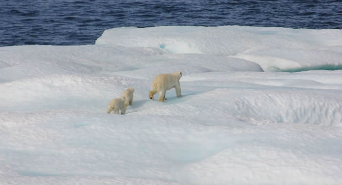 北极气温升高7-8度可能导致“碳炸弹”爆炸 引发生态灾难