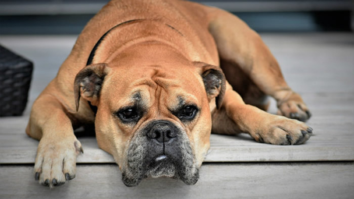 世界卫生组织(WHO):没有证据显示猫狗等宠物会将新冠病毒(COVID-19)传染给人类