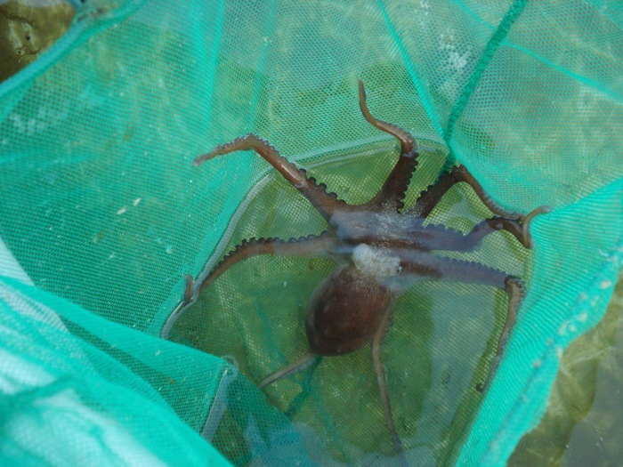 这只年轻的墨西哥四眼章鱼,来自生物学家卡洛斯. 罗萨斯. 瓦兹克斯在墨西哥锡萨尔的合作社。 PHOTOGRAPH BY CARLOS ROSAS