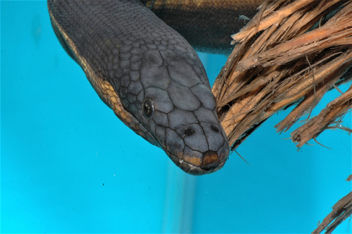 漂浮在海面上的黑背海蛇。 摄影:杜铭章