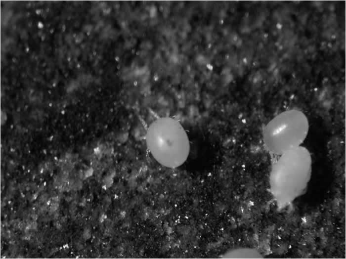 恙虫(吸饱体液后)。 图片提供:国立台湾师范大学