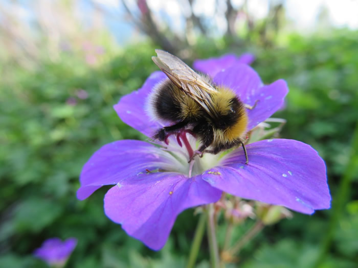 农药污染可能是引发大黄蜂幼虫大脑异常发育的原因