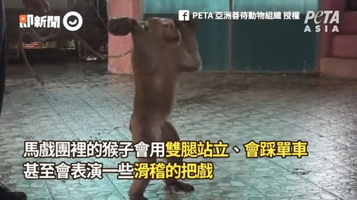 PETA亚洲善待动物组织:泰国布吉岛猴子被马戏团抓去当赚钱工具 训练过程超残忍