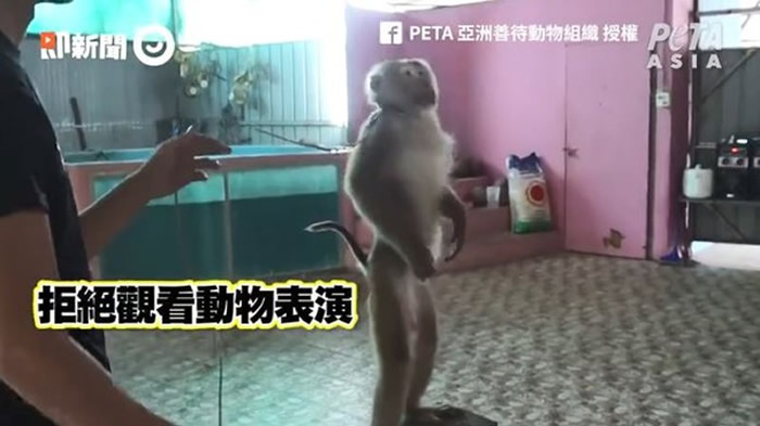 PETA亚洲善待动物组织:泰国布吉岛猴子被马戏团抓去当赚钱工具 训练过程超残忍