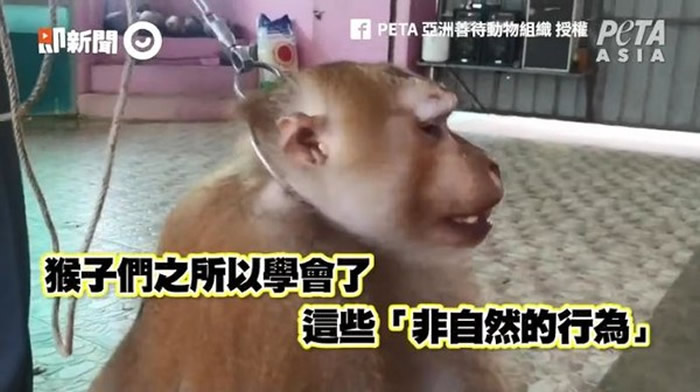 PETA亚洲善待动物组织:泰国布吉岛猴子被马戏团抓去当赚钱工具 训练过程超残忍